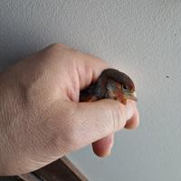Cardinalino x canarino