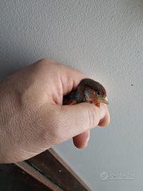 Cardinalino x canarino