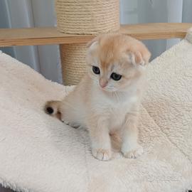 Scottish Fold maschietto Black Golden Shell