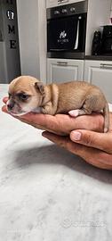 Cuccioli di Chihuahua