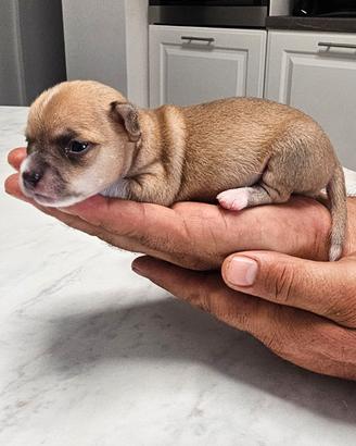 Cuccioli di Chihuahua