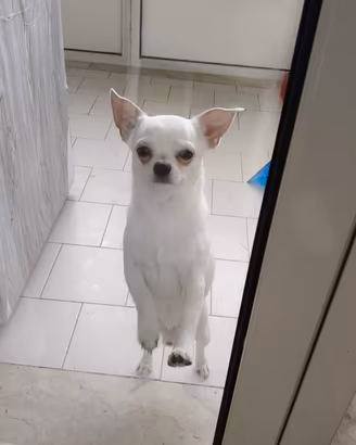 Chihuahua
