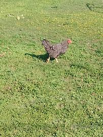 Gallina amrock