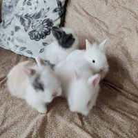 Conigli testa di leone nani