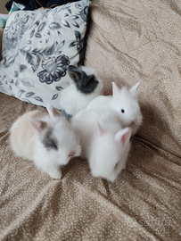 Conigli testa di leone nani