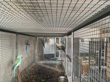 Parrocchetti dal collare