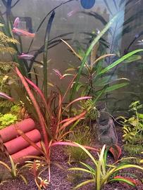 Piante Acquario - Vallisneria tiger