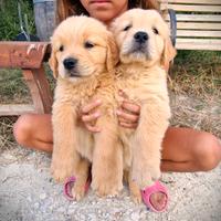 Cuccioli di Golden Retriever - Linea Inglese