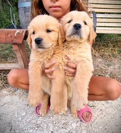 Cuccioli di Golden Retriever - Linea Inglese