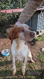 Cane Breton anni 5 maschio