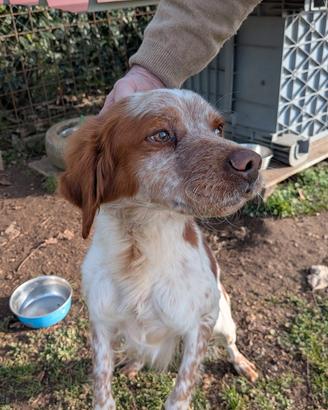 Cane Breton anni 5 maschio