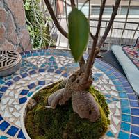Bonsai Ficus Ginseng