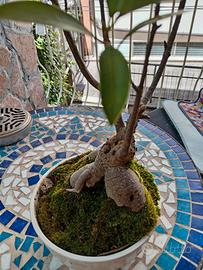 Bonsai Ficus Ginseng