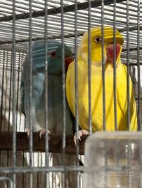 Coppia parrocchetti dal collare