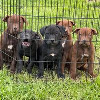 Cuccioli American Pitbull Terrier Ukc/Adba