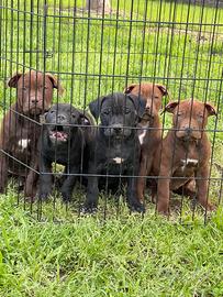 Cuccioli American Pitbull Terrier Ukc/Adba