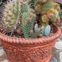 PIANTE GRASSE - CACTUS - COMPOSIZIONE