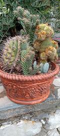 PIANTE GRASSE - CACTUS - COMPOSIZIONE