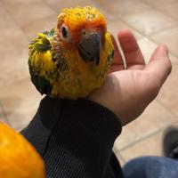 Pappagalli conuri del sole baby imbecco pulli