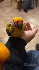 Pappagalli conuri del sole baby imbecco pulli