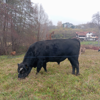 Toro Black Angus