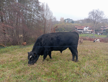 Toro Black Angus
