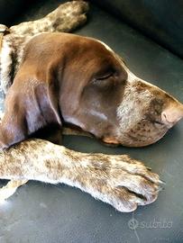 Cuccioli kurzhaar alta genealogia