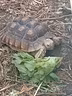 tartaruga-geochelone-sulcata-cm-30-femmina