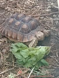 Tartaruga Geochelone Sulcata cm 30 Femmina