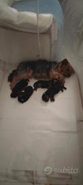 Si prenotano cuccioli di Yorkshire terrier nati il
