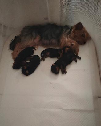 Si prenotano cuccioli di Yorkshire terrier nati il