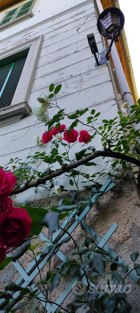 Casa – Venegono Superiore, Frutteto - Vista 5
