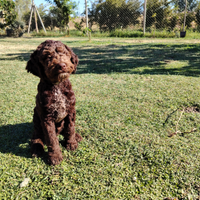 Lagotto Romagnolo maschio cucciolo