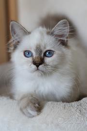 Cucciolo gatto Sacro di Birmania 