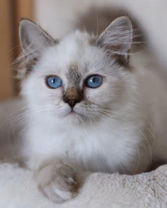 Cucciolo gatto Sacro di Birmania 