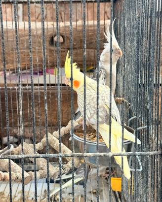 Tre calopsite non sessate