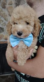 Cucciolo di barboncino toy