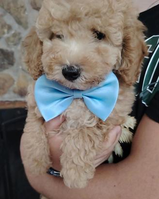 Cucciolo di barboncino toy