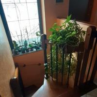 Scala chiocciola in legno