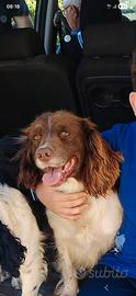 Springer spaniel femmina