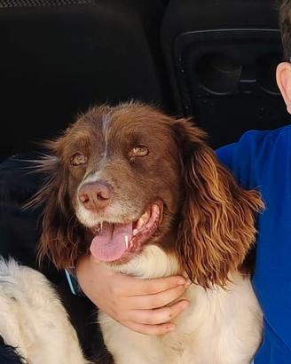 Springer spaniel femmina