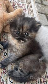 Gatto maschio