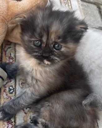 Gatto maschio
