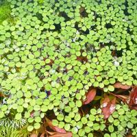 salvinia natans piante acquario 