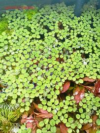 salvinia natans piante acquario 