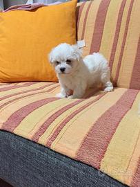 Maltese toy