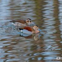 Alzavola brasiliana coppia (piccola anatra)