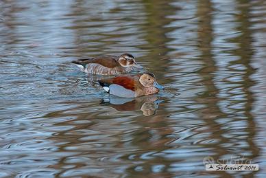 Alzavola brasiliana coppia (piccola anatra)