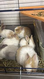 Cuccioli di coniglio nano