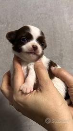 Chihuahua pelo lungo